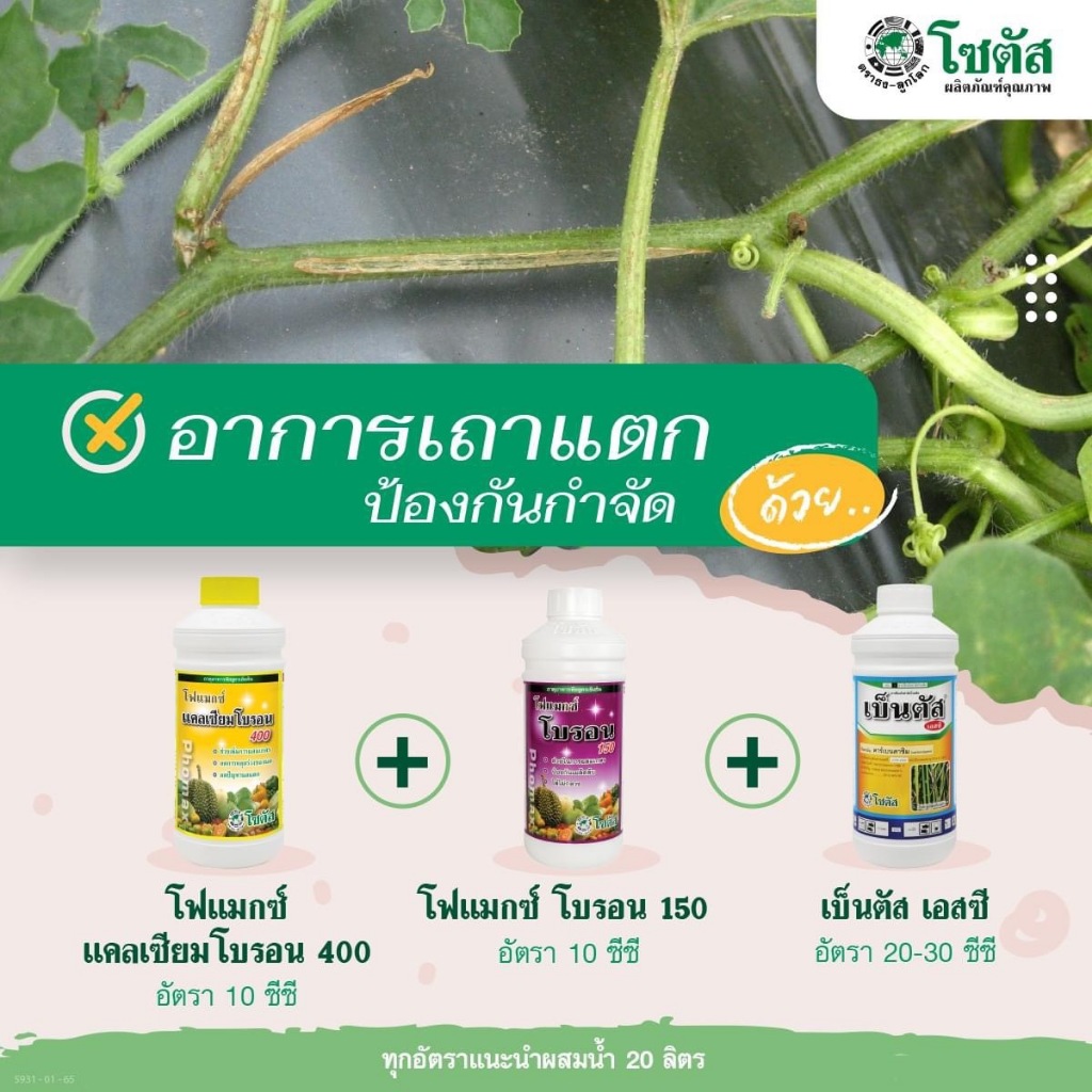 ชุดป้องกันอาการเถาแตก โฟแมกซ์ แคลเซียมโบรอน 400+โฟแมกซ์ โบรอน 150+เบ็นตัส เอสซี