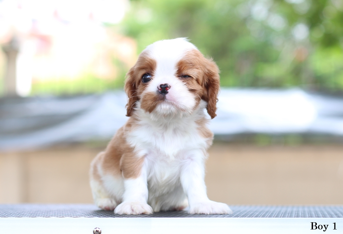 (sold out) คาวาเลียเพศเมีย ตัวเดียวในคอก นิสัยขี้อ้อนมากๆ สุขภาพสมบูรณ์แร็ง กินเก่งเลี้ยงง่าย เกิดมาจากพ่อแน่นำเข้า สายเลือดดี ใครต้องการสุนัขคาวาเลียร์สายพันธุ์ดีๆ พลาดไม่ได้ค่า คาวาเลียเพศผู้ หน้าตาน่ารัก นิสัยขี้อ้อน ชอบอยู่ใกล้ๆคน หน้าตาแบ๊วๆ พ่อแน่นำ