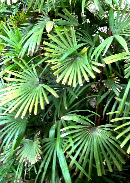 Rhapis humilis (Lady Palm)