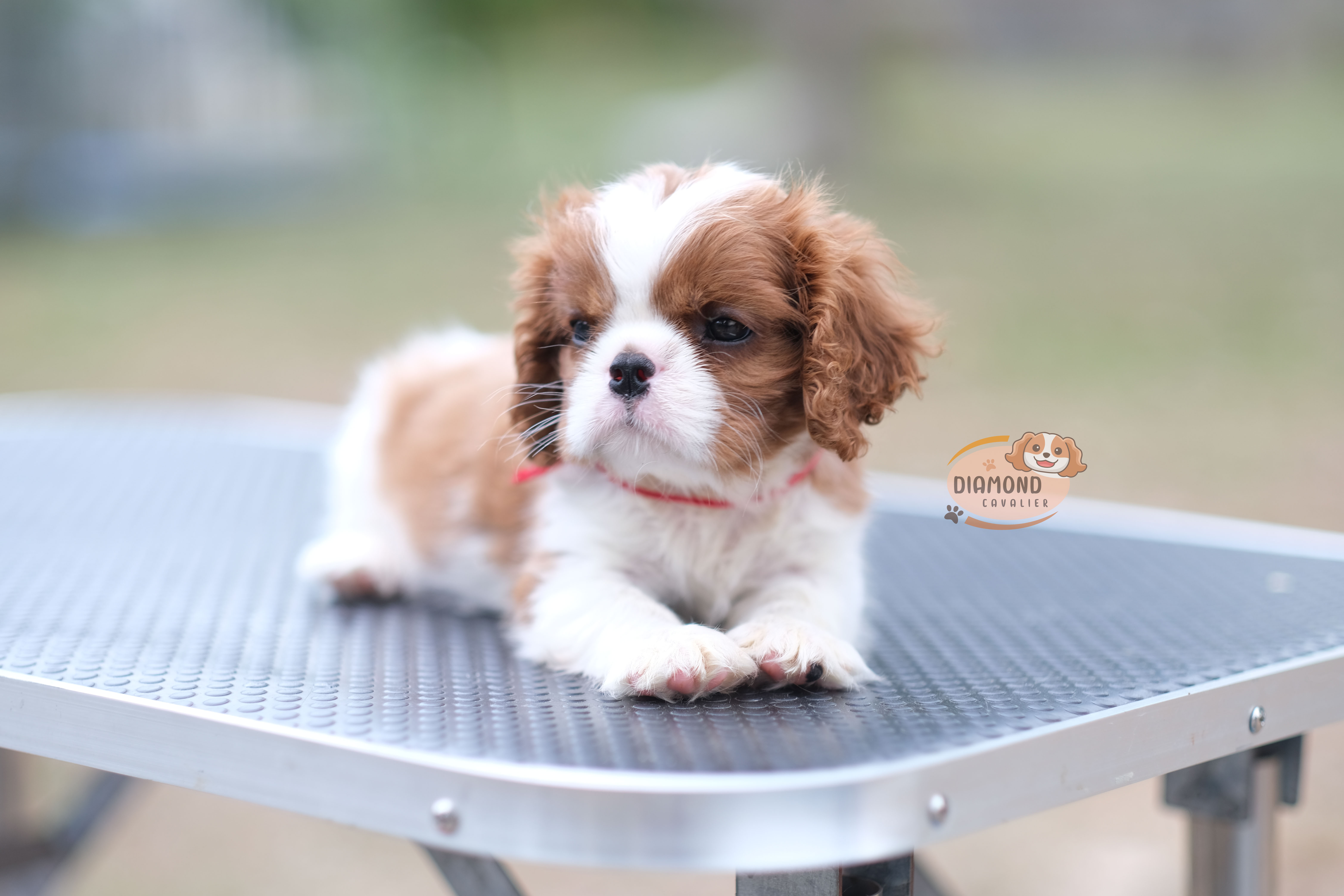 คาวาเลีย , เพศผู้ เกิดมาจากพ่อแม่นำเข้า กะโหลกใหญ่ สีเข้มสวย ร่าเริงวิ่งเล่นเก่ง สายเลือดดี