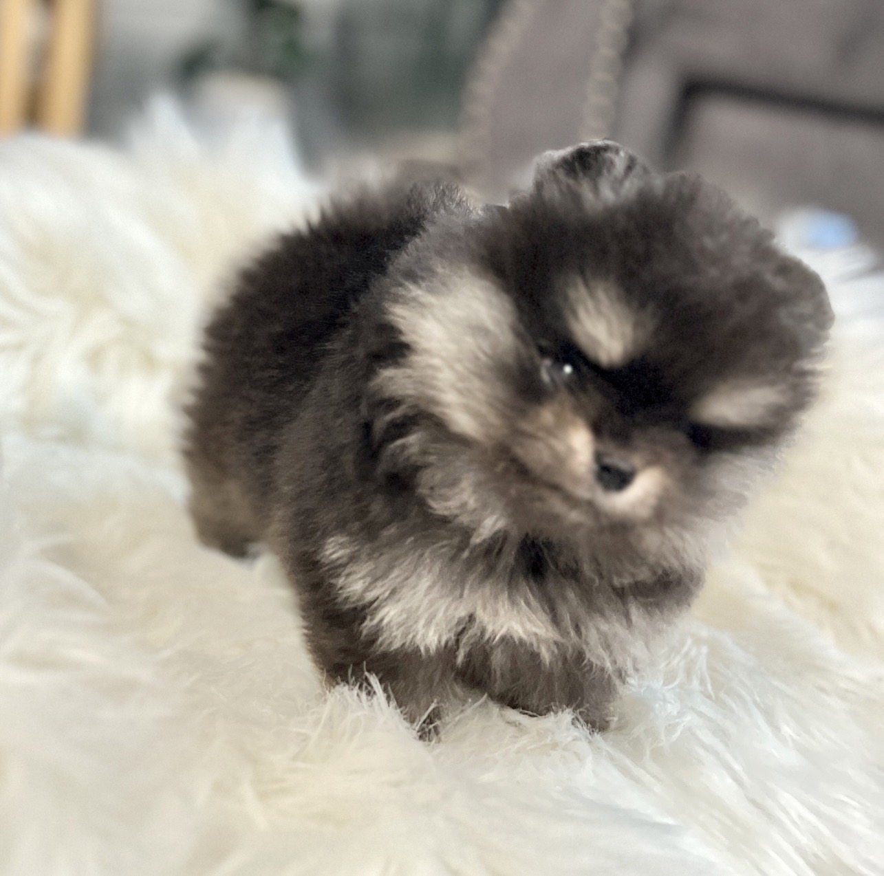 ปอมน่ารัก