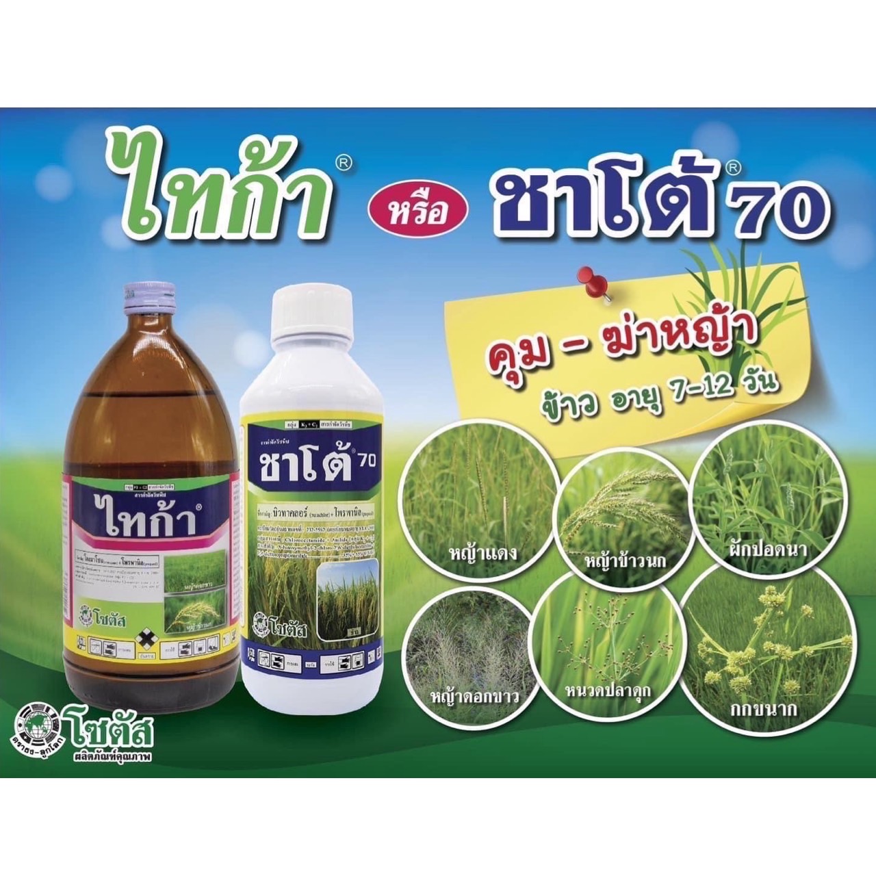 ชาโต้70 - บิวทาคลอร์ 35% + โพรพานิล 35%EC สารป้องกันกำจัดวัชพืชหลังงอกประเภทใบแคบ ใบกว้าง และกก