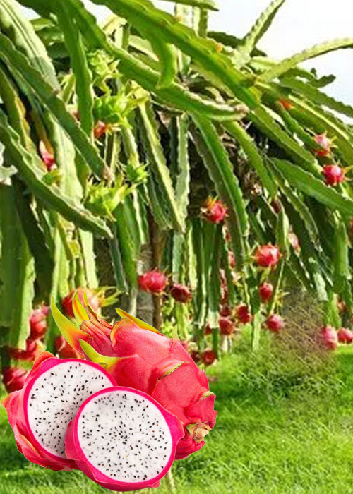 DRAGON FRUIT -Pitaya (Selenicereus undatus)