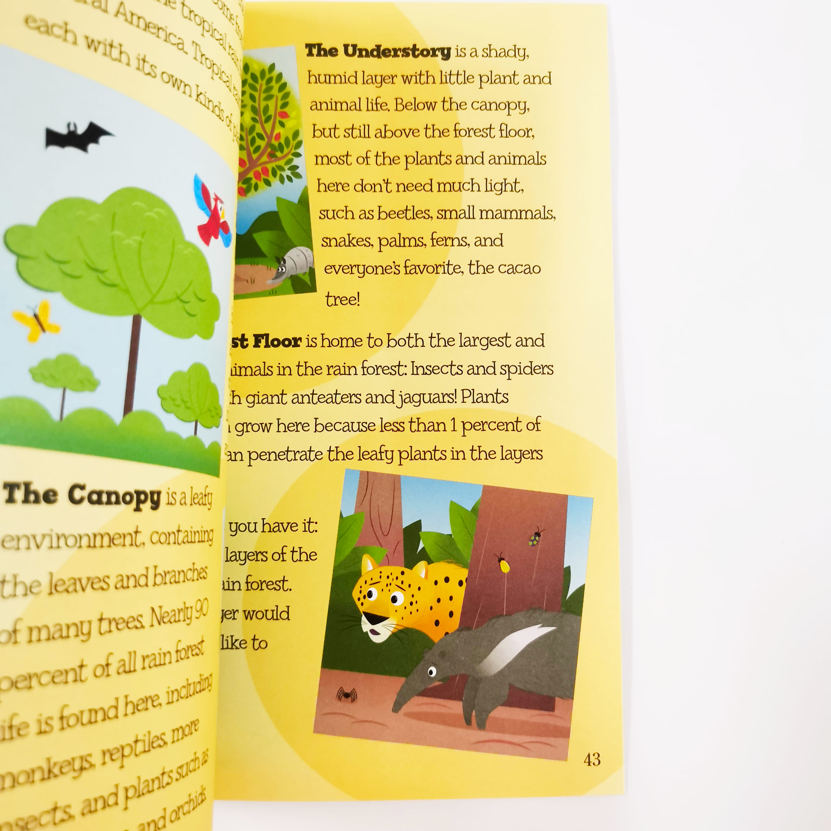 The Sweet Story of Hot Chocolate! (History of Fun Stuff to Go!)