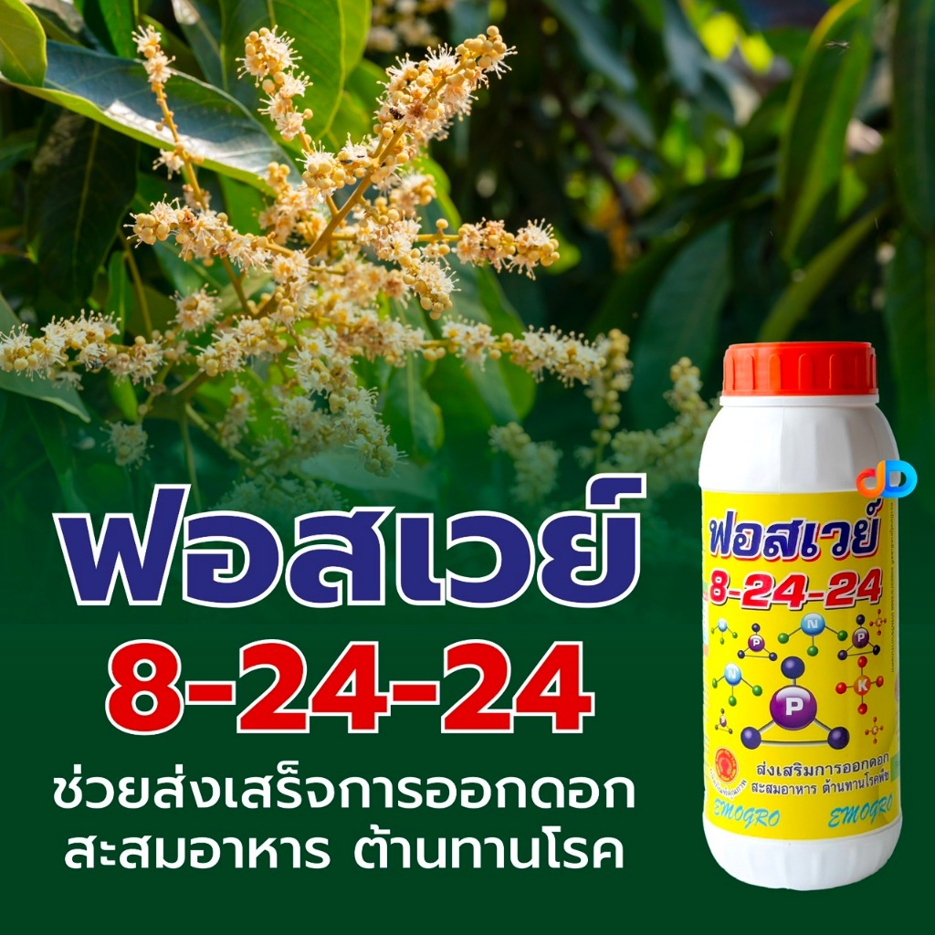 ปุ๋ยน้ำฟอสเวย์ 8-24-24 ส่งเสริมการออกดอก สะสมอาหารดี ช่วยให้ติดดอกดก ผลดก ลดการหลุดร่วง