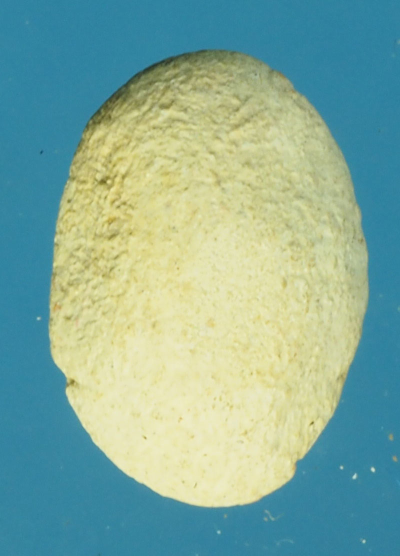 A644 พระเนื้อผง จันทร์ลอย ไม่ทราบที่และปีสร้าง 9