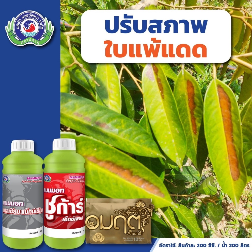 ชุดปรับสภาพ ใบแพ้แดด แมมมอท แคลเซียม แม็กนีเซียม+แมมมอท ชูก้าร์+อมฤต ( โมลิบดินัม )