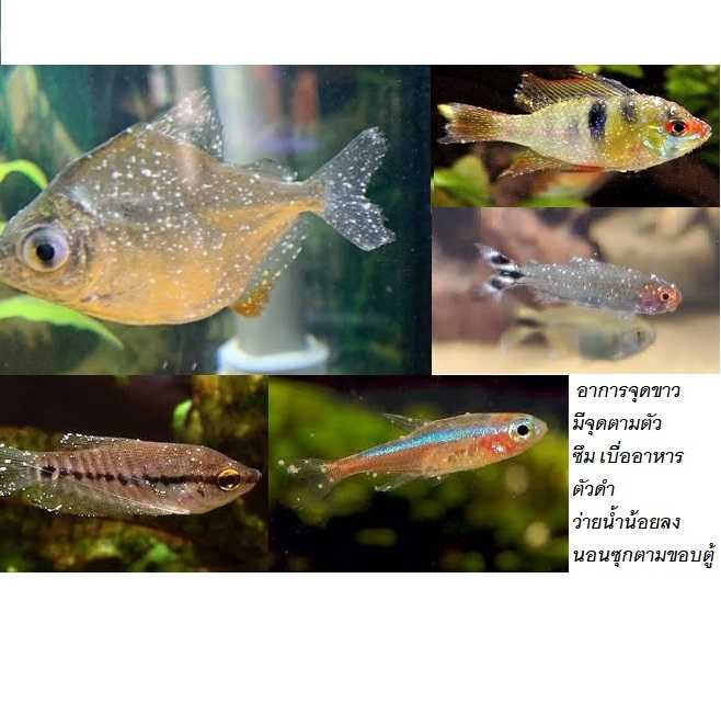 SC MALA-GREEN-F (น้ำยากำจัดเชื้อโรคในน้ำ ลดคลอรีน รักษาจุดขาว ตกเลือด เน่าเปื่อย ซึม เบื่ออาหาร)