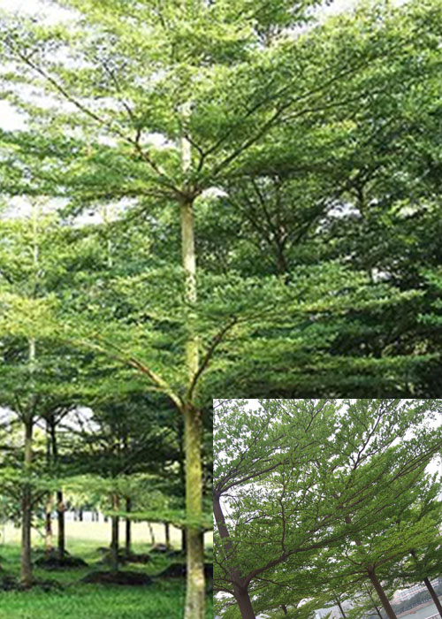 Terminalia ivorensis (Ivory Coast almond)