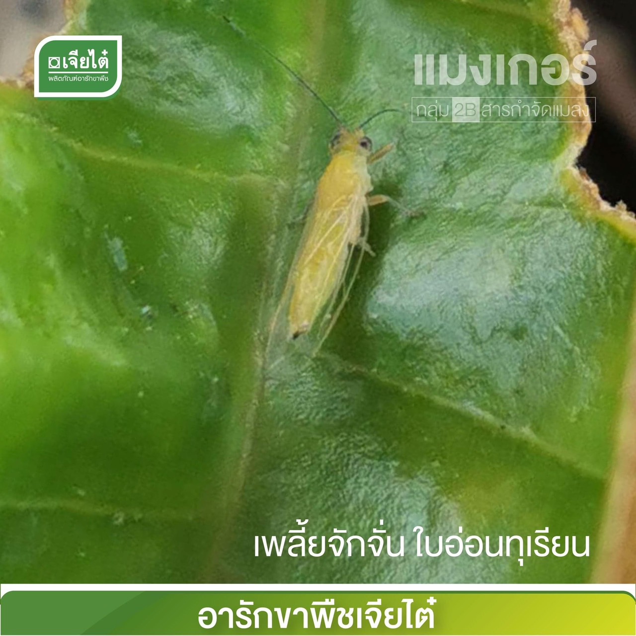 (ยกลัง12ขวด) แมงเกอร์ - ฟิโพรนิล fipronil 5% W/V SCออกฤทธิ์แบบดูดซึมกำจัดเพลี้ยไฟ,หนอนกอ, หนอนม้วนใบ,ด้วงหมัดผัก,1 ลิตร