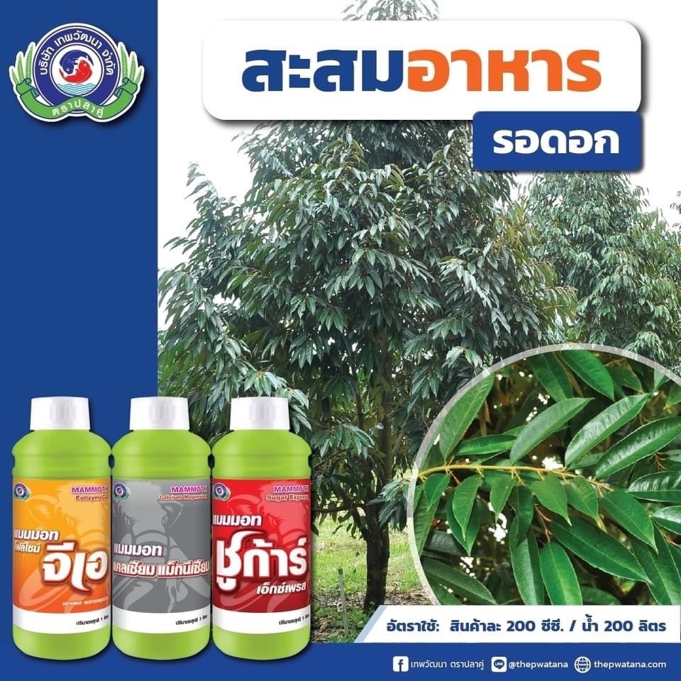 ชุดสะสมอาหาร รอดอก แมมมอท โฟลิไซม์ จีเอ+แมมมอท แคลเซียม แม็กนีเซียม+แมมมอท ชูก้าร์