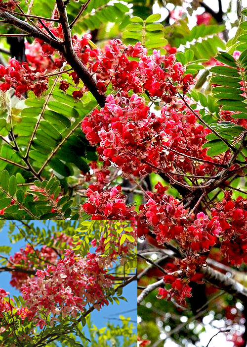 Cassia grandis ( Pink Shower )