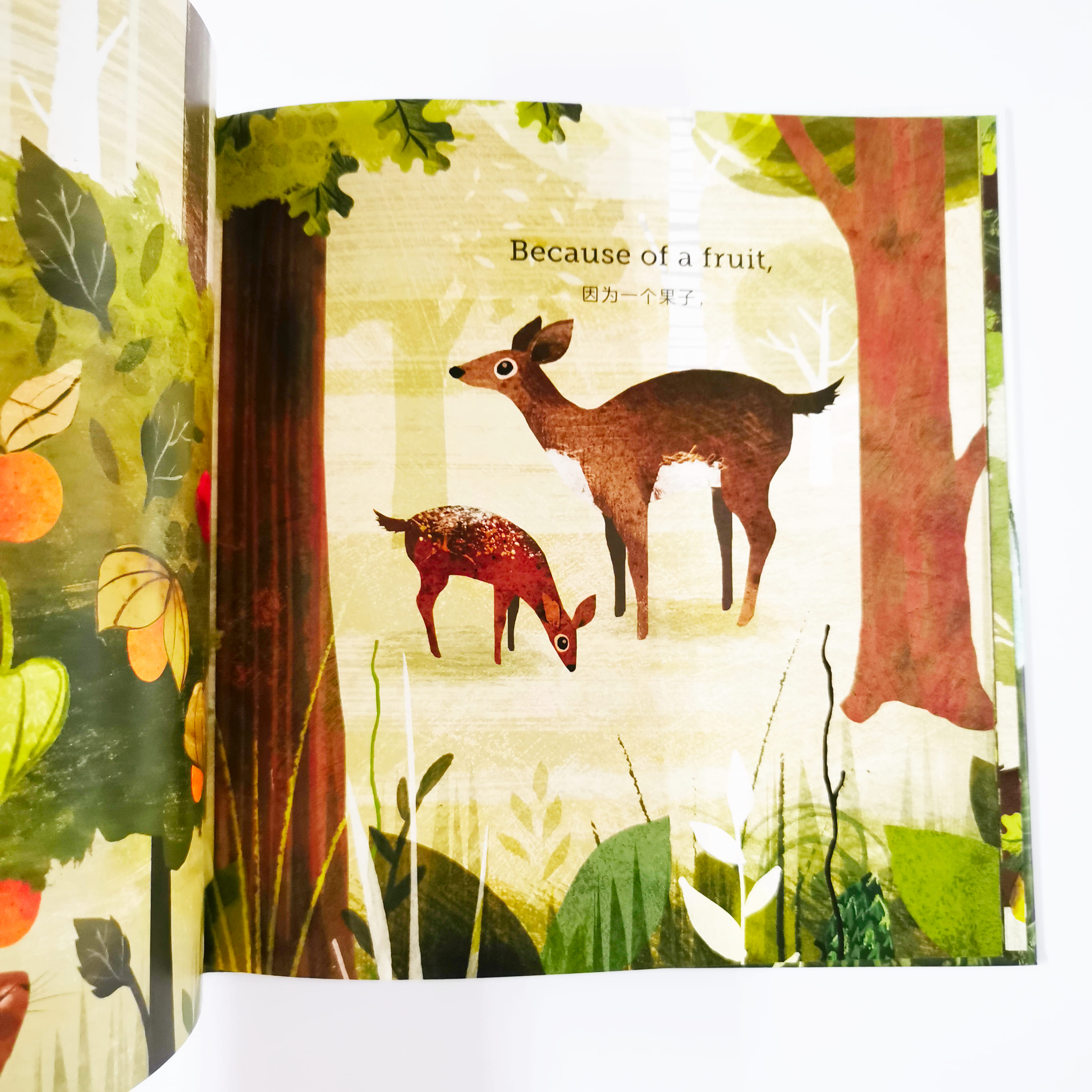 Because of an Acorn 橡果