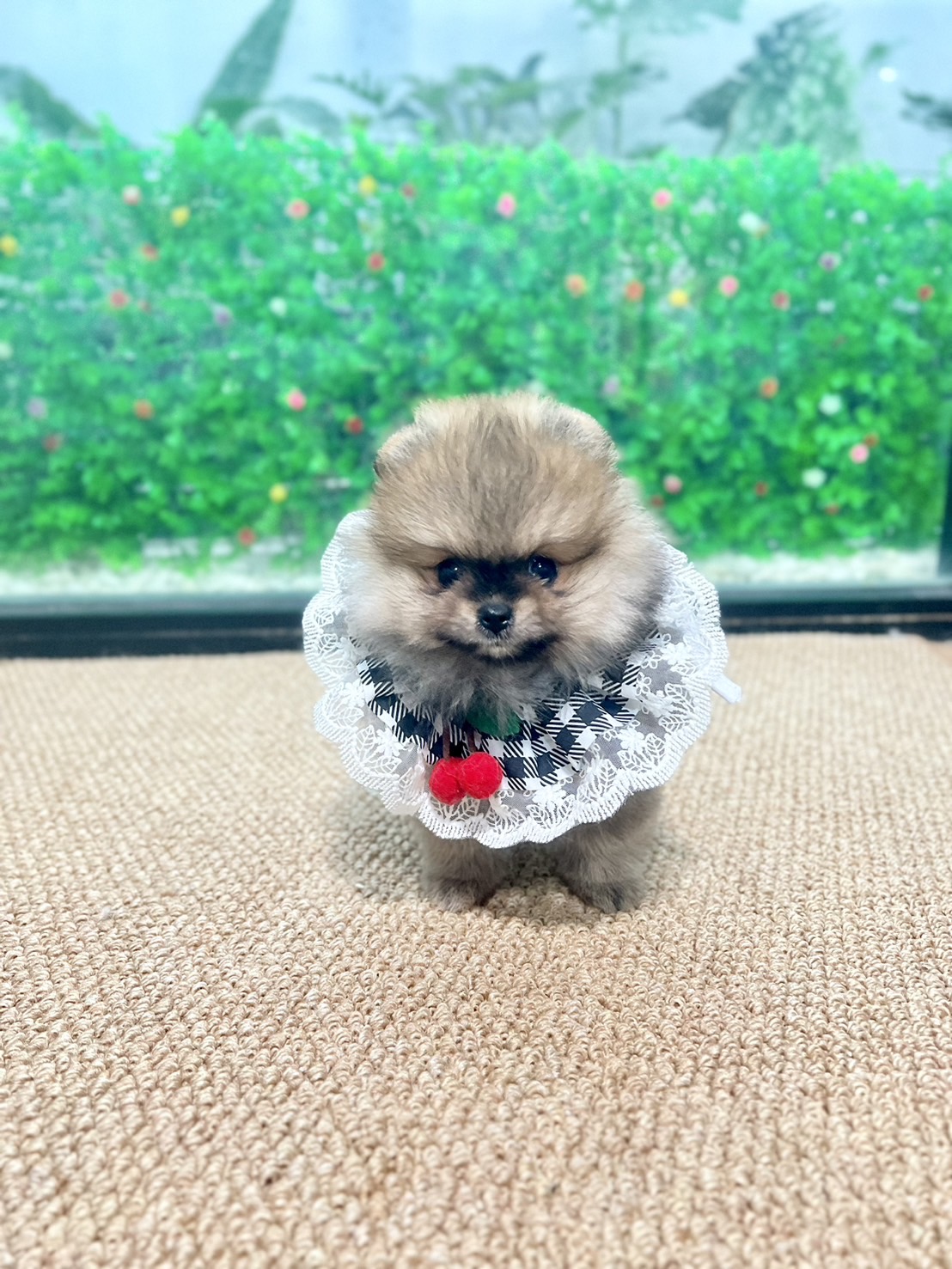 ปอมสีส้มเพศเมีย