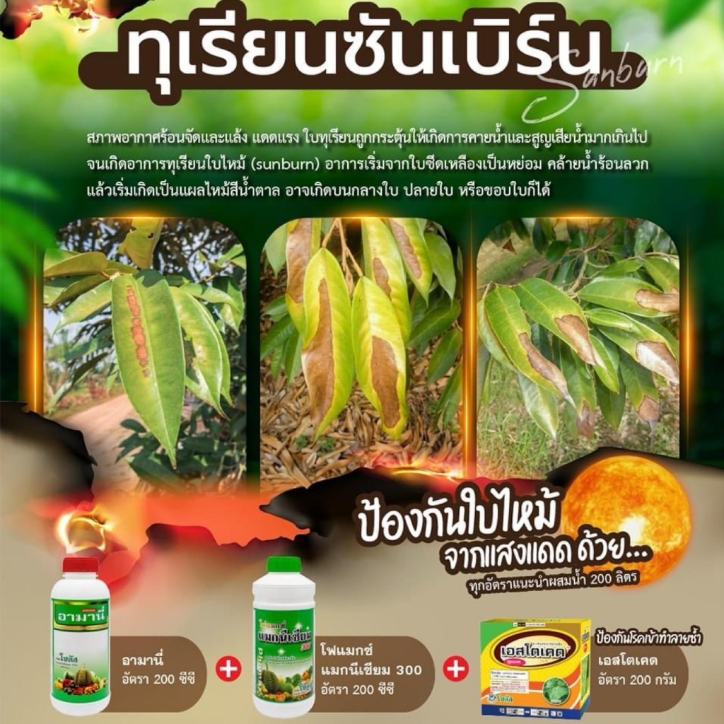 (ชุดป้องกันใบไหม้) โฟแมกซ์ แมกนีเซียม 300+อามานี่+เอสโตเคด 100 กรัม
