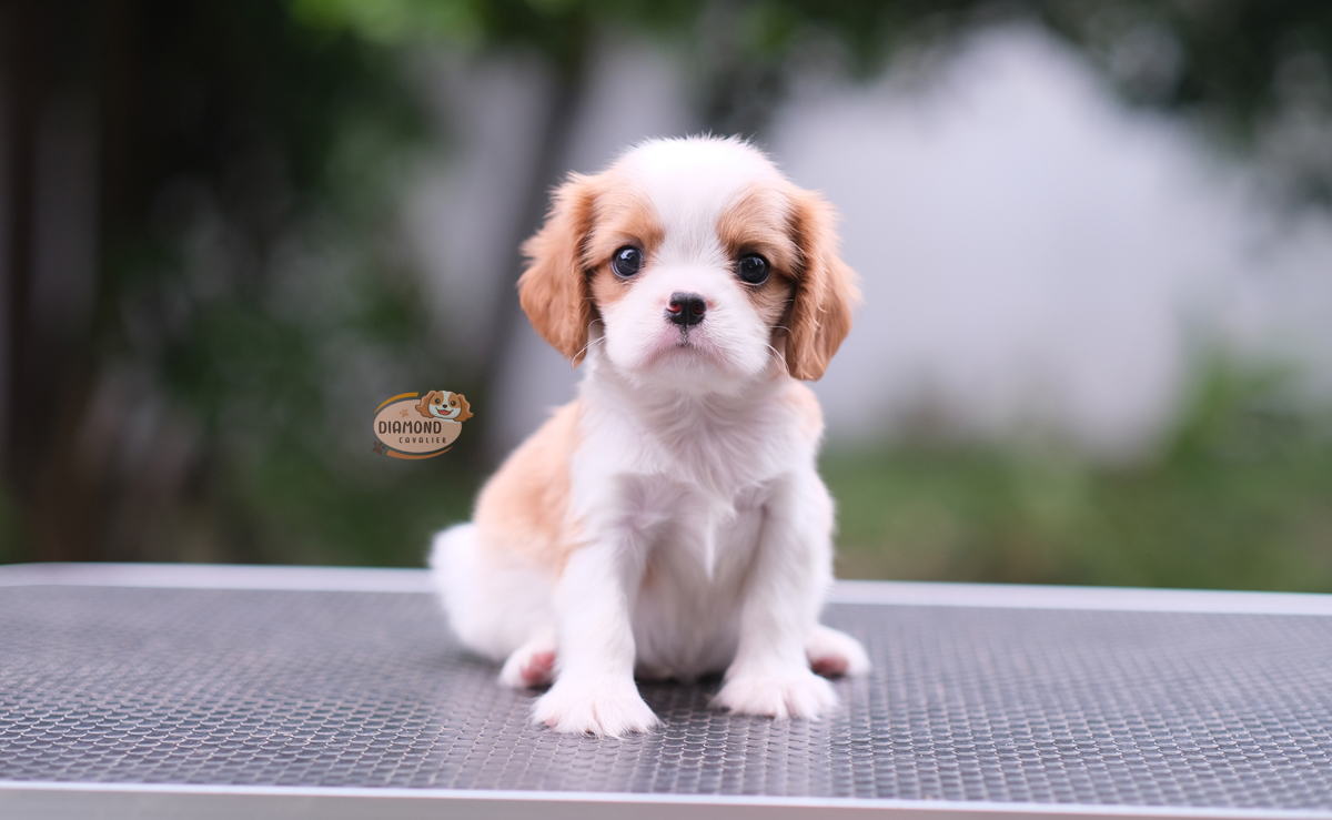 คาวาเลีย , เพศผู้ หน้าตาน่ารัก มาร์คกิ้งสวย นิสัยขี้อ้อนมากๆ สุขภาพสมบูรณ์แข็งแรง สามารถมาดูตัวจริงได้ที่ฟาร์ม สถานะพร้อมย้ายบ้านค่ะ