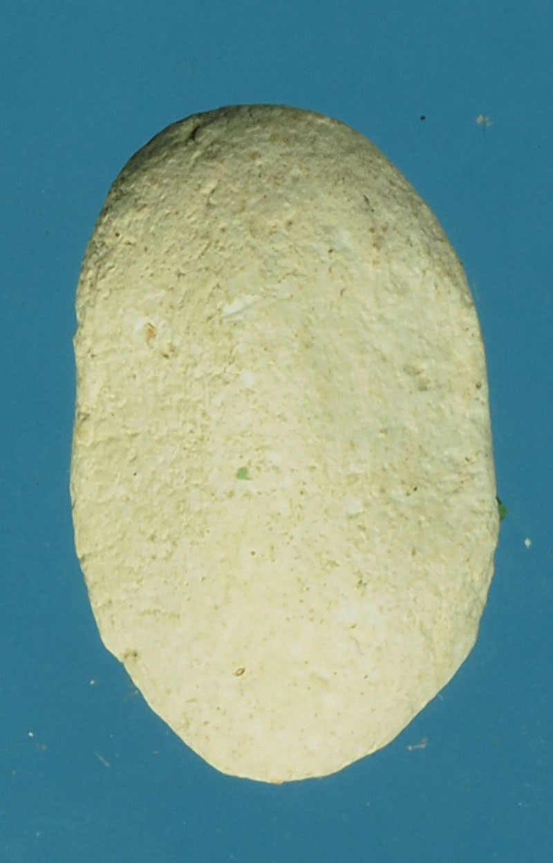 A619 พระพุทธ เม็ดบัว เนื้อผง ไม่ทราบที่และปีสร้าง 3