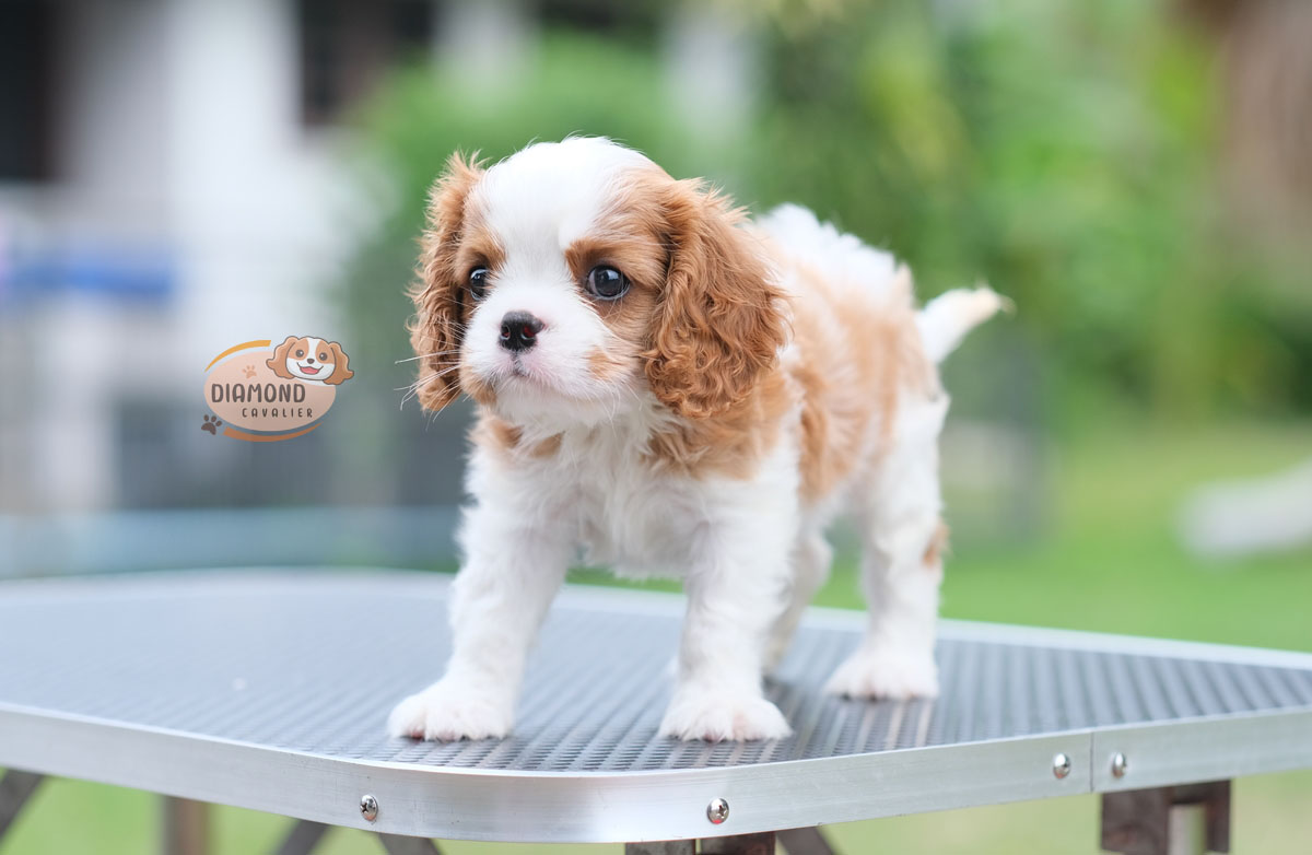 คาวาเลีย , เพศผู้ เกิดมาจากพ่อแม่นำเข้า กะโหลกใหญ่ สีเข้มสวย ร่าเริงวิ่งเล่นเก่ง สายเลือดดี