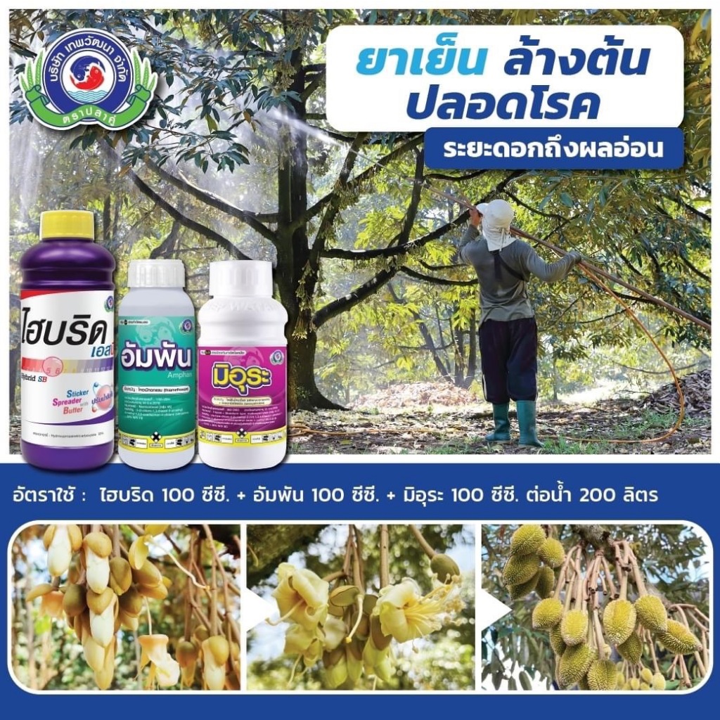 ชุดยาเย็น ล้างต้น ปลอดโรค ระยะดอกถึงผลอ่อน ไฮบริด เอสบี+อัมพัน+ มิอุระ