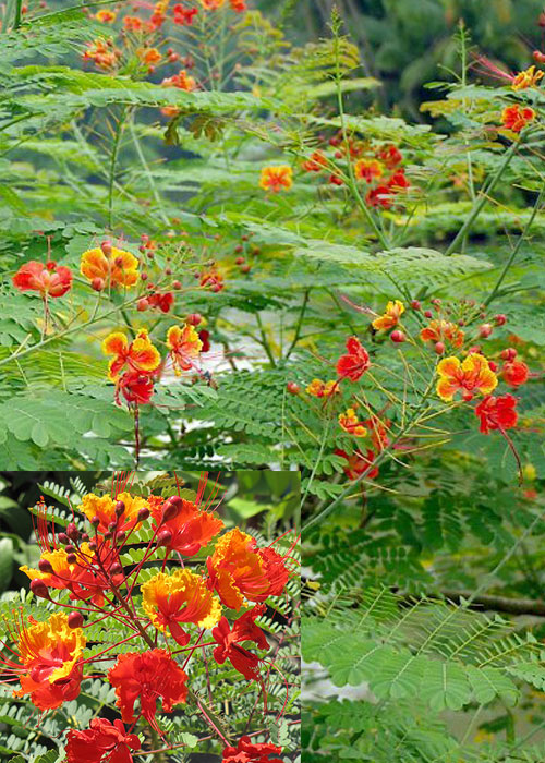 Caesalpinia pulcherrima (Peacock Flower)