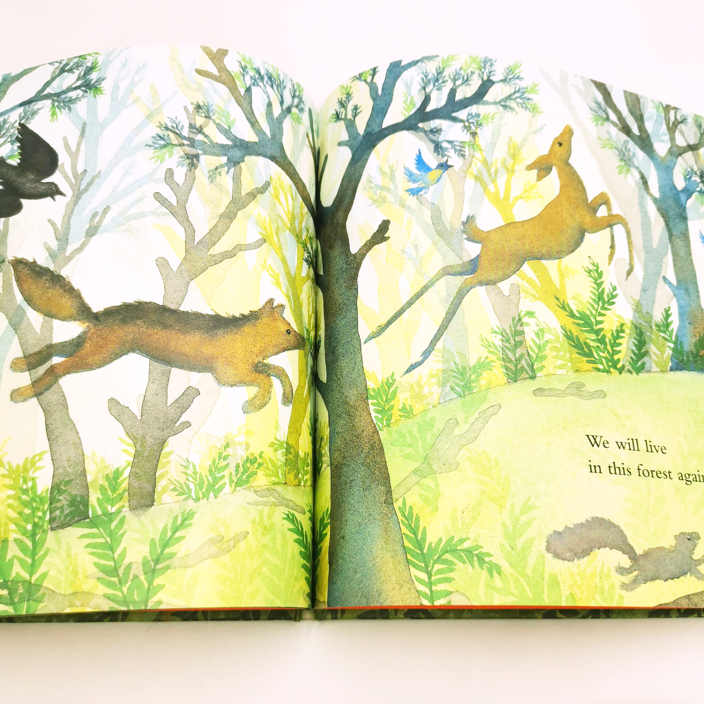 We Will Live in This Forest Again