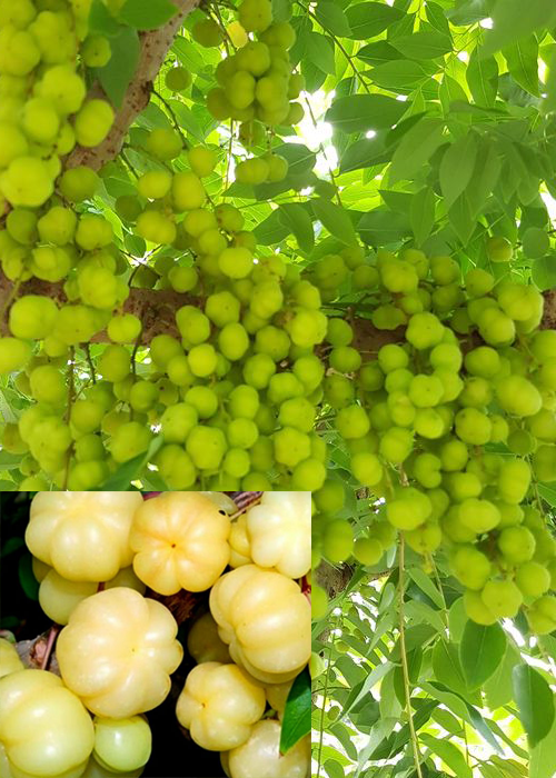 STAR GOOSEBERRY (Phyllanthus acidus)