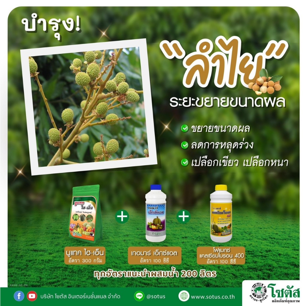 ชุดบำรุงลำไย ระยะขยายผล ลดการหลุดร่วง เปลือกเขียว เปลือกหนา นูแทคไฮ-เอ็น+เกอร์มาร์เอ็กซ์แอล+โฟแมกซ์แคลเซียมโบรอน