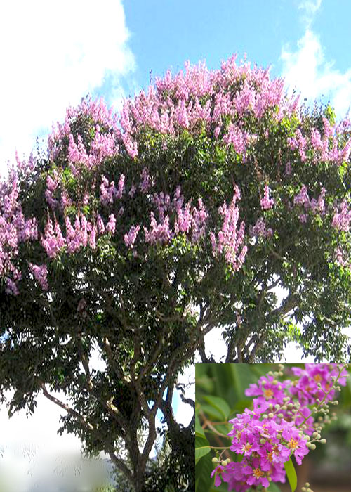 Lagerstroemia floribunda (Thai Crape Myrtle)