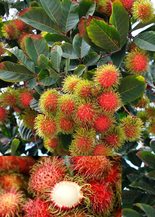 RAMBUTAN (Nephelium lappaceum L)