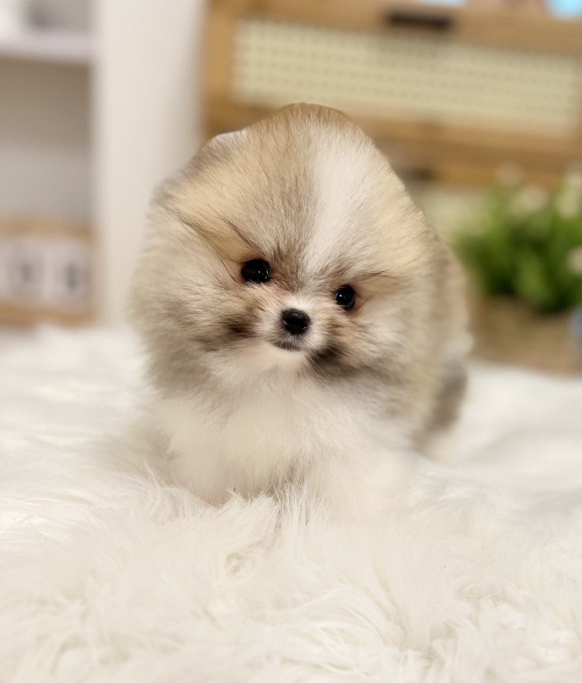 หมาปอมสีแฟนซีสีปาร์ตี้สีไตรคัลเลอร์