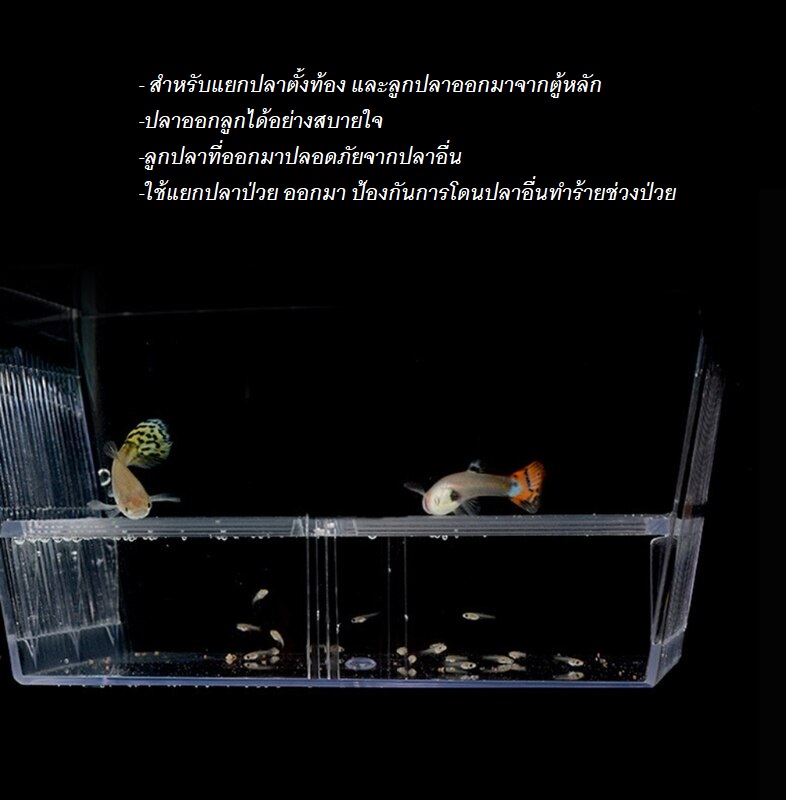 กล่องแยกปลา, กล่องเพาะพันธุ์ปลา (สำหรับแยกลูกปลา ปลาป่วย ปลาท้อง จับคู่ผสมพันธุ์ กักปลาใหม่ก่อนเข้าฝูง)