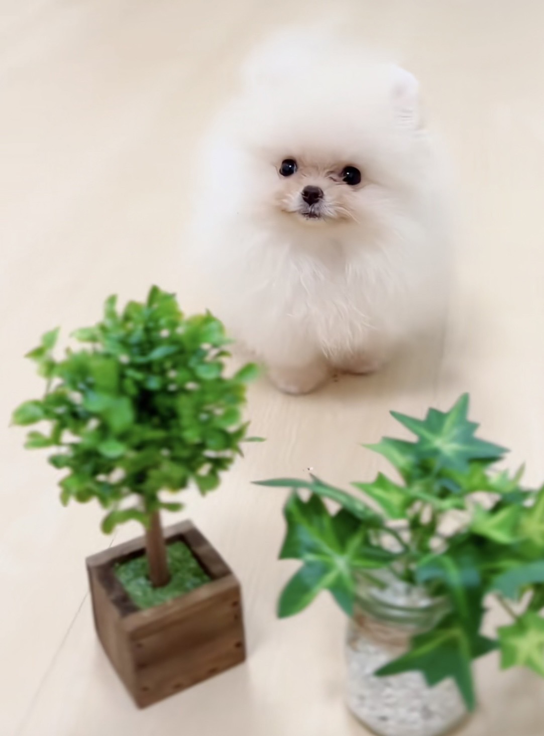 มาแอบเอาไอวี่ไปเลี้ยงมั้ย