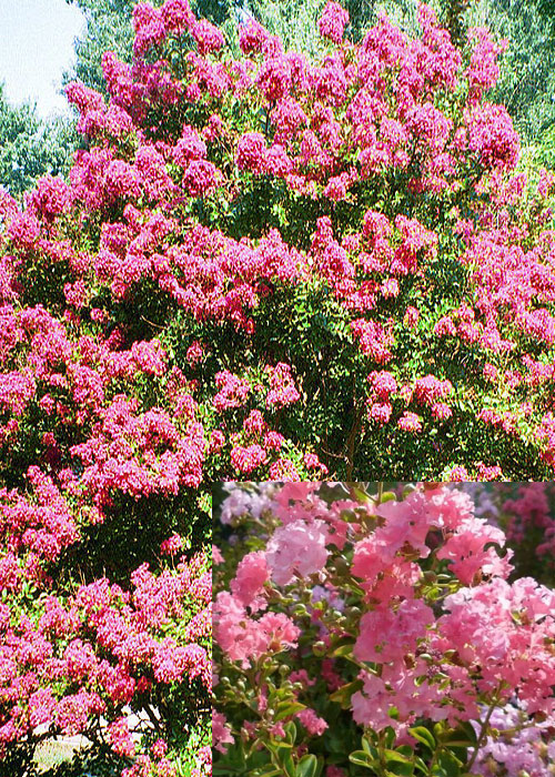 Lagerstroemia loudonii (Loudonii Thai)