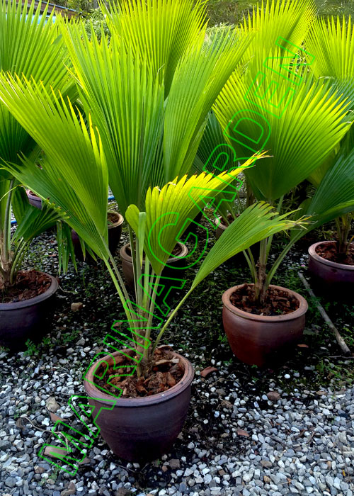 Pritchardia pacifica (Fiji Fan Palm)