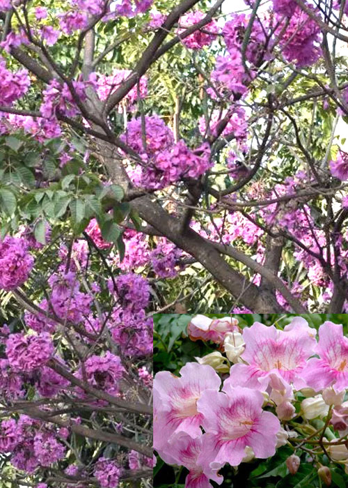 Tabebuia rosea (Rosy Trumpet )