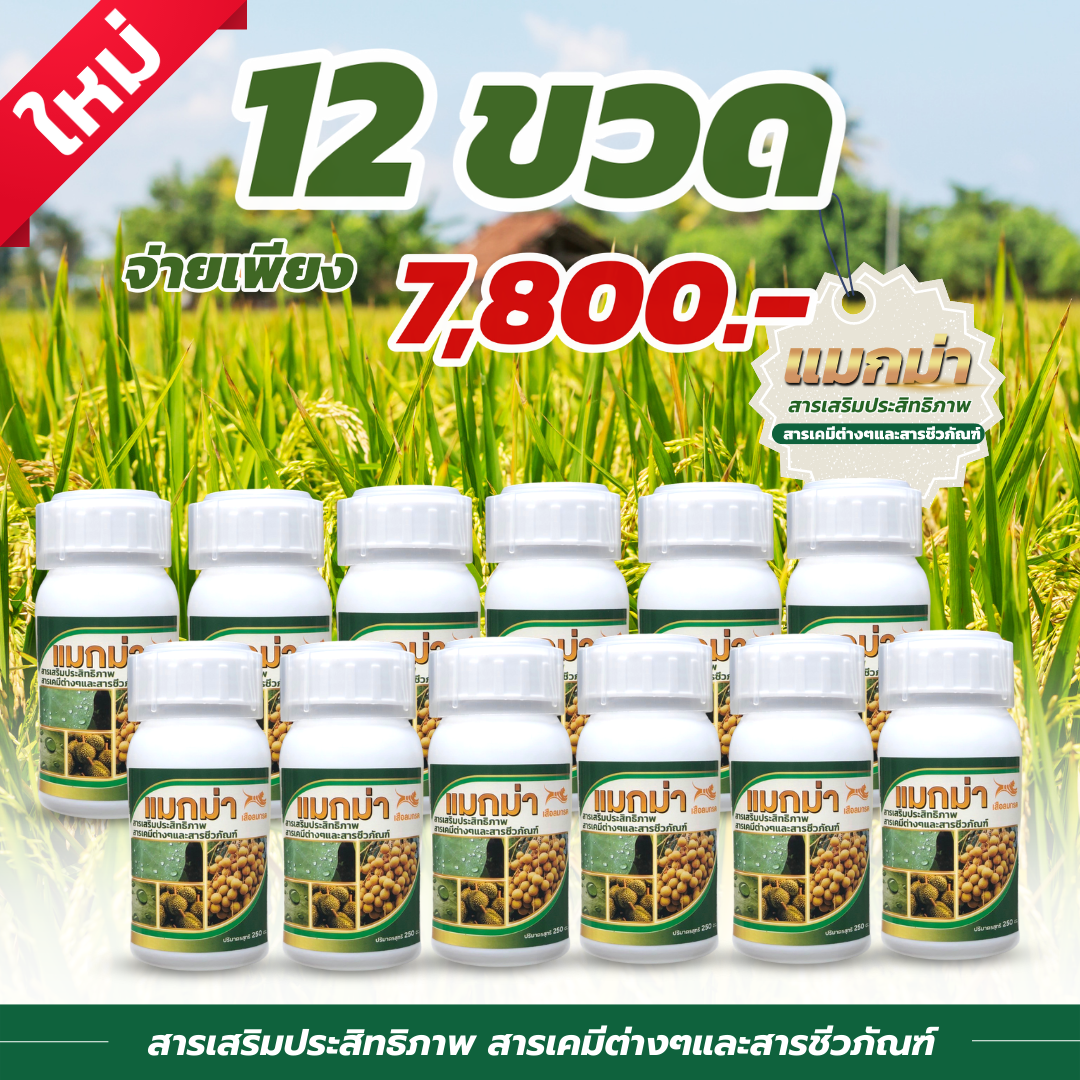 แมกม่า ขนาด250ซีซี 12ขวด