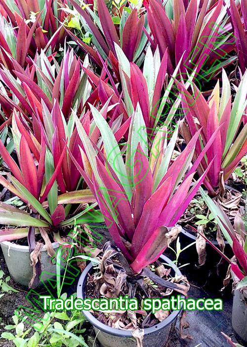 Tradescantia-spathacea