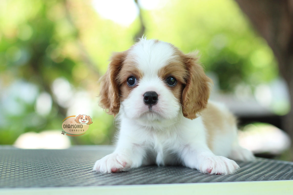 คาวาเลีย , เพศผู้ เกิดมาจากพ่อแม่นำเข้า กะโหลกใหญ่ สีเข้มสวย ร่าเริงวิ่งเล่นเก่ง สายเลือดดี