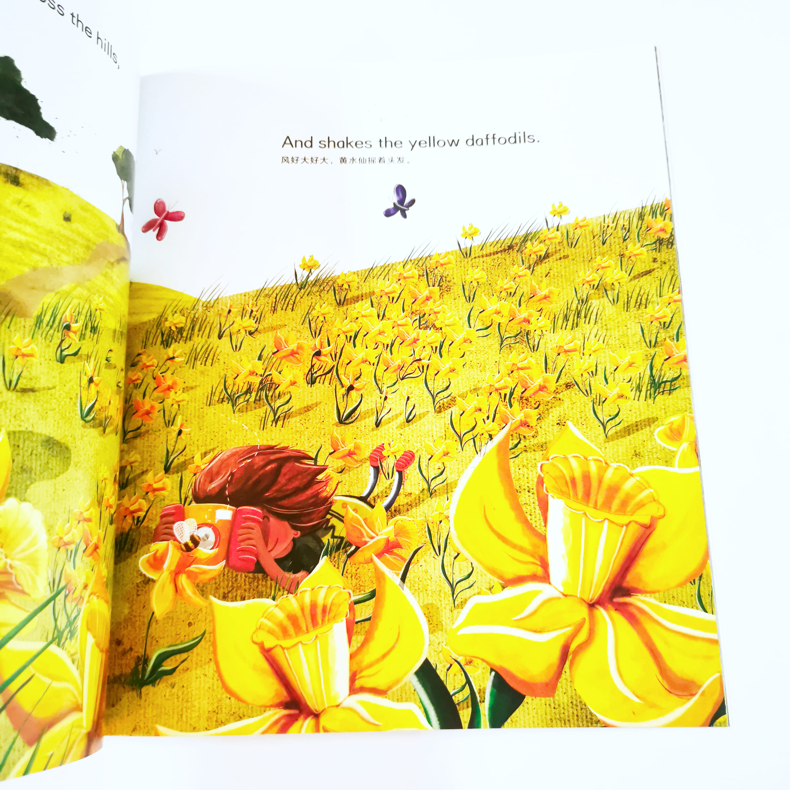 Sunshine and Snowballs 阳光和雪球