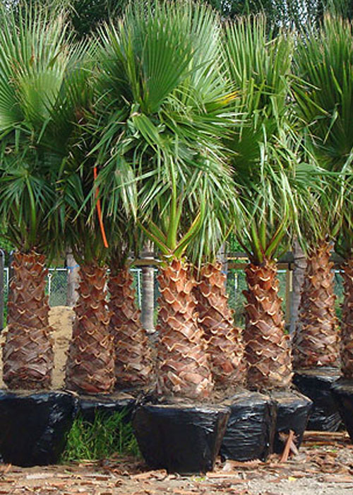 Washingtonia robusta (Mexican Fan Palm)