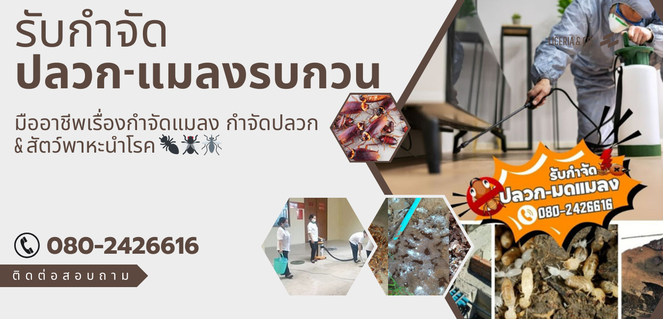 กำจัดแมลงรบกวน