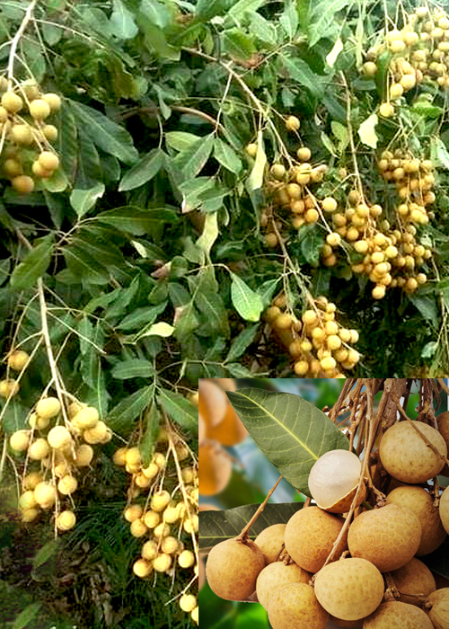 LONGAN (Dimocarpus longan Lour)