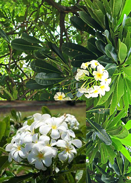 Plumeria obtusta (Singapore graveyard flower)