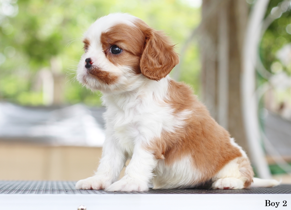 (sold out) คาวาเลียเพศเมีย นิสัยขี้อ้อนมากๆ สุขภาพสมบูรณ์แร็ง กินเก่งเลี้ยงง่าย เกิดมาจากพ่อแน่นำเข้า สายเลือดดี ใครต้องการสุนัขคาวาเลียร์สายพันธุ์ดีๆ พลาดไม่ได้ค่า คาวาเลียเพศผู้ หน้าตาน่ารัก ร่าเริงและฉลาดมากๆ กินเก่ง เลี้ยงง่าย หน้าตาแบ๊วๆ พ่อแน่นำเข้า