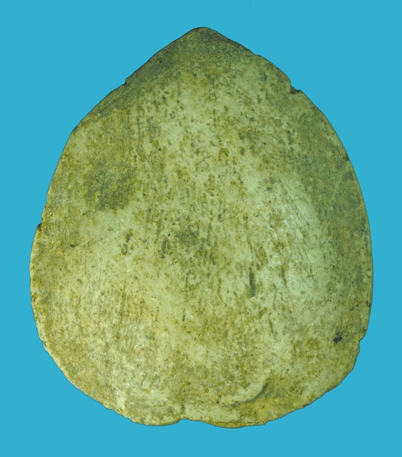 A5609 พระสมเด็จหน้าโล่ห์ เนื้อผงเก่าพอมีอายุ ไม่ทราบที่และปีสร้าง 9