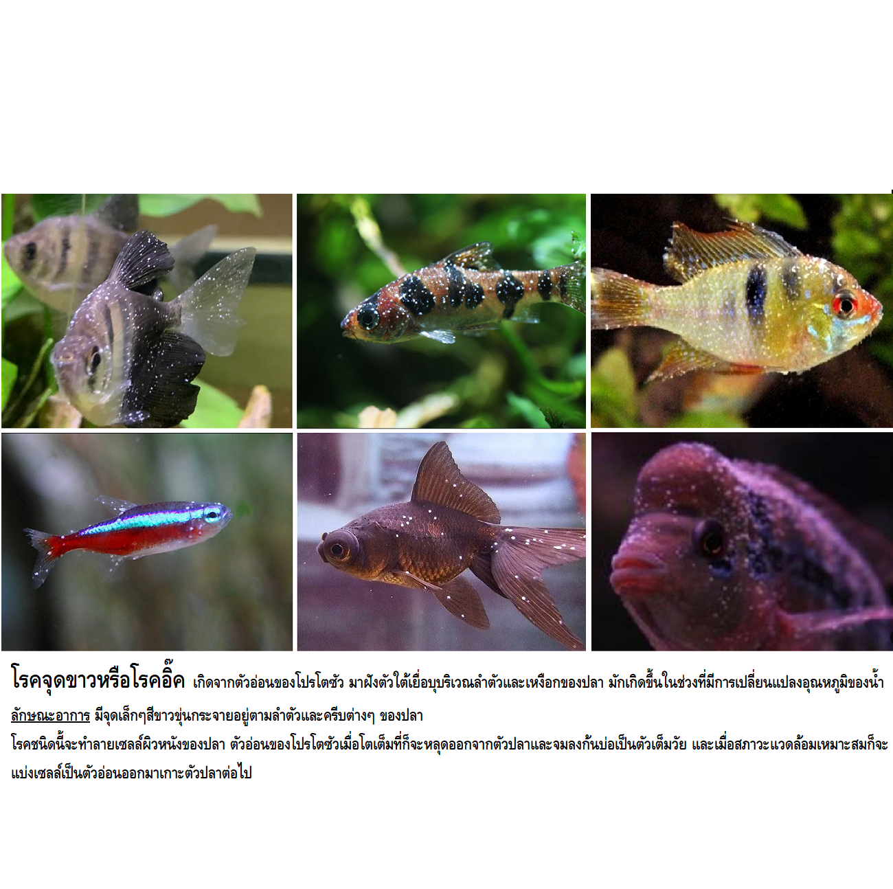 MS ROYAL DIAMOND MALACHITE GREEN F(มาลาไคท์ สูตรใหม่ เข้มข้น ฆ่าเชื้อโรคในน้ำ ป้องกันและรักษา เน่าเปื่อย จุดขาว ตกเลือด)