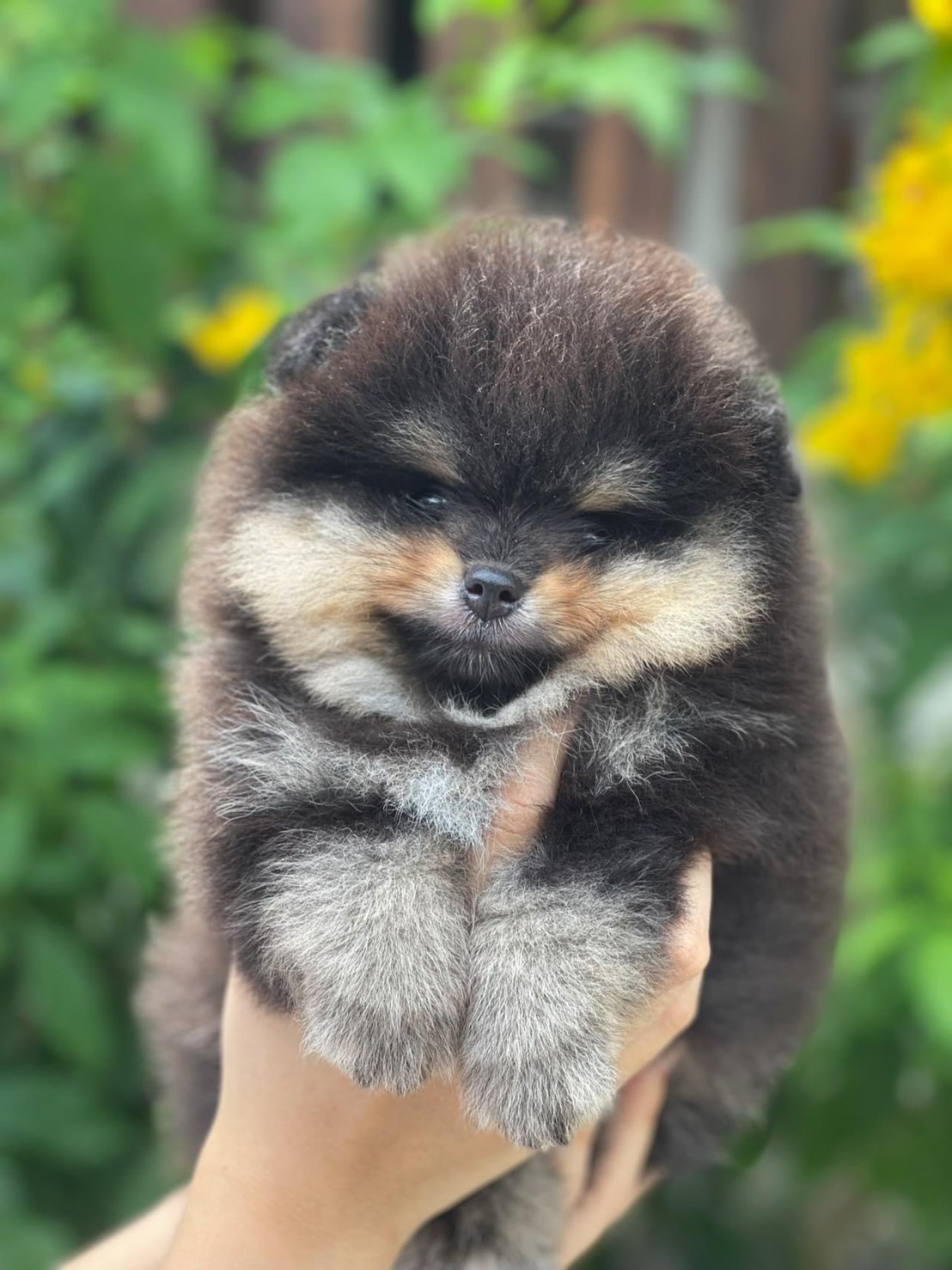 ขายปอมเมอเรเนียนแท้ หน้าหมี สีแบลคแทน ผู้ รับประกันสุขภาพ