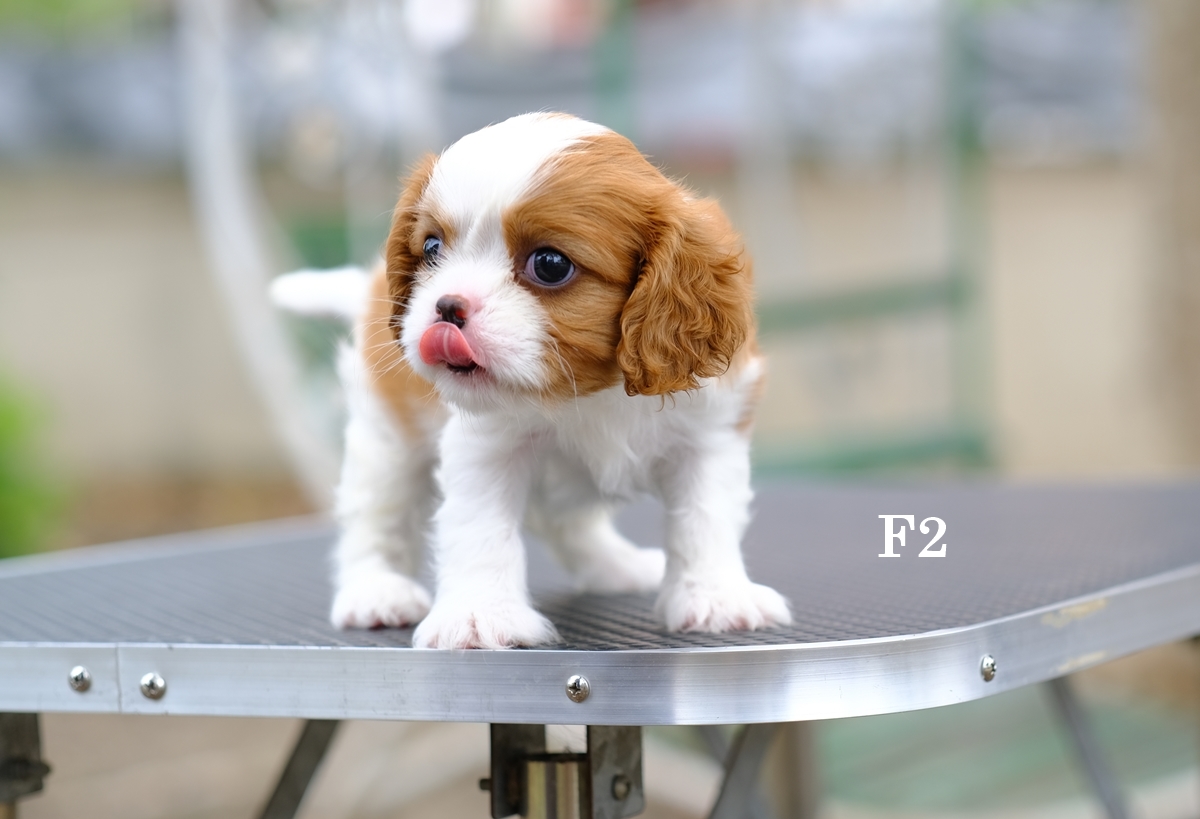 ลูกคาวาเลียร์ เพศเมีย เกิดมาจากพ่อแม่นำเข้า กะโหลกขา ขาใหญ่ นิสัยน่ารัก สายเลือดดี