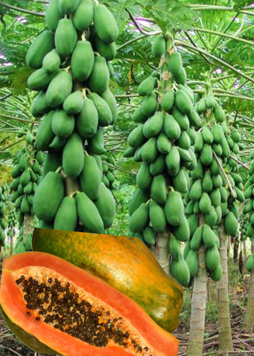 PAPAYA (Carica)