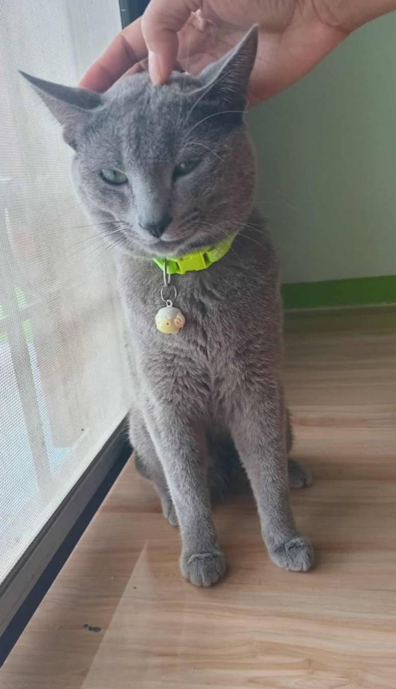 แมวรัสเซียน บลู/เพศผู้ นำเข้าจากเกาหลีใต้ มีเอกสารส่งออก+ฝังไมโครชิพ Russian Blue Cat/Male Imported from South Korea with export documents and microchipped.